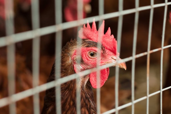 gallo en jaula con multimalla ferretera