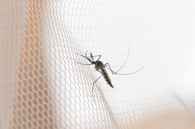 mosquito-malla-mosquitera